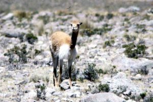vicuna close up vicuna close up